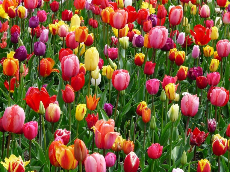 Vivi la magia: la tua guida definitiva al Festival dei Tulipani di Amsterdam 2025